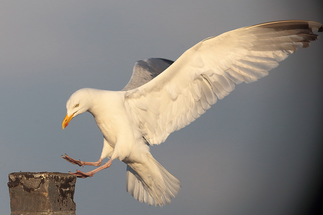 IMG 3310 Gull dpp