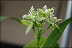 Prosthechea-Encyclia fragrans