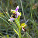 Bee Orchid at Thornham