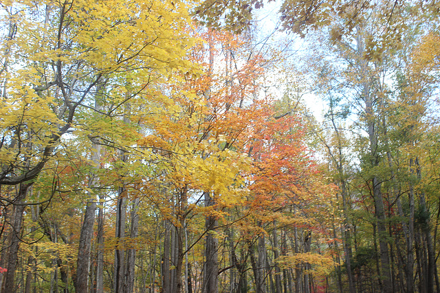 Fall on the Roaring Fork Motor Trail.... (so many leaves missing this year :(    Gatlinburg, Tennessee.   USA