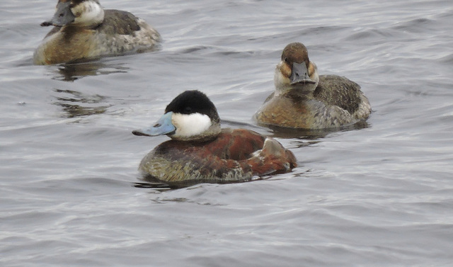 Ruddy Duck