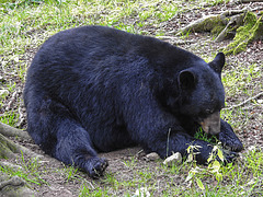 20210709 1497CPw [D~OS] Schwarzbär, Zoo Osnabrück