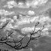 branches and clouds