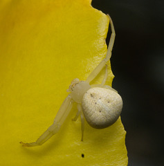 IMG 0251 Crab spider-1-3