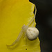 IMG 0251 Crab spider-1-3