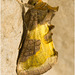 IMG 0152 Moth