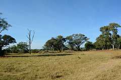 Zambia, Mosi-oa-Tunya National Park, Savannah Landscape