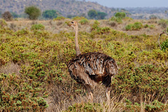 Straußenweibchen im Samburu Nationalpark