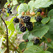 gdn[25] - juicy blackberries [Explored]