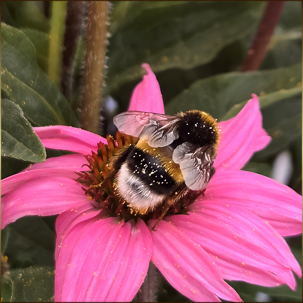 Hummel