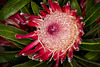 Protea