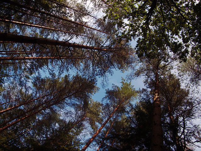 Tree tops