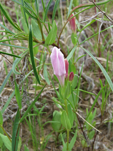 Spigelia gentianoides