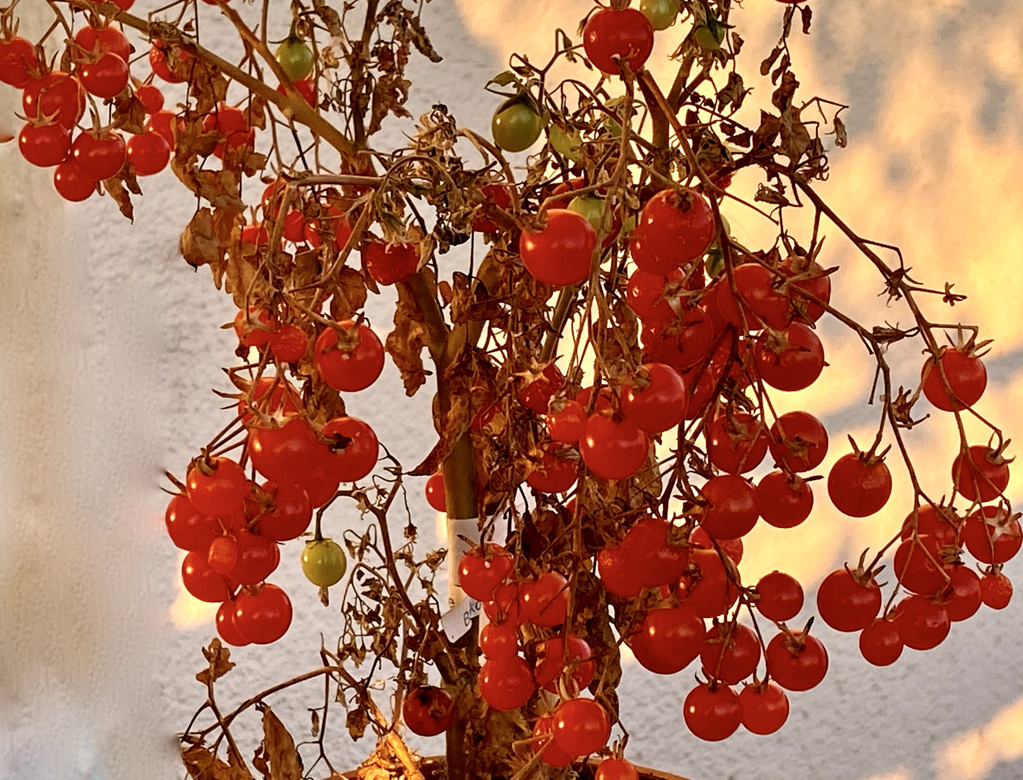 Kleine Kirschtomaten