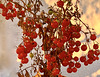 Kleine Kirschtomaten