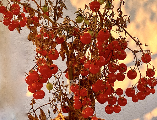 Kleine Kirschtomaten