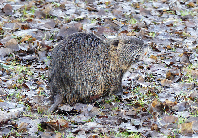 Nutria auf dem Wanderweg