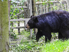 20210709 1498CPw [D~OS] Schwarzbär, Zoo Osnabrück