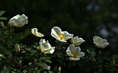 DSC07761 (2)