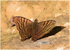 EF7A7771 Butterfly