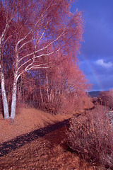 Dumbarton Foreshore Rainbow - IRChrome