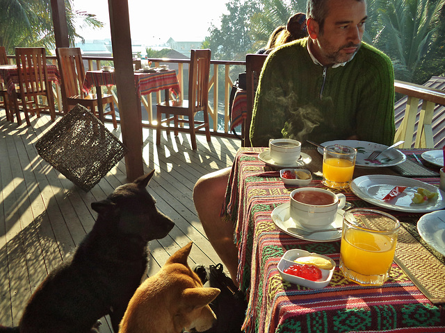 breakfast with the hotel dogs