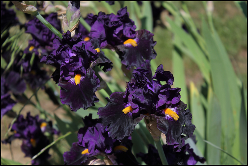 Iris Lady Of The Night - intermédiaire