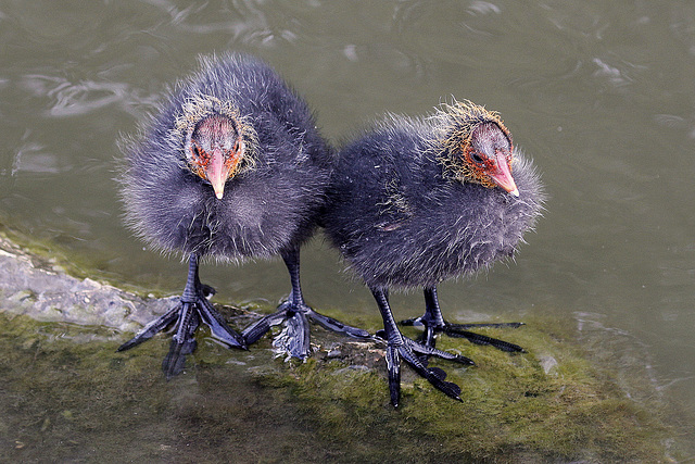 En pied les bébés Foulques :-)