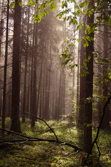 Białowieża