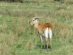 Port Lympne (8) - 17 March 2017