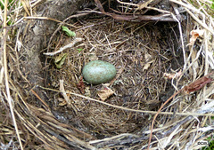 Blackbird nest and egg