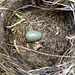 Blackbird nest and egg