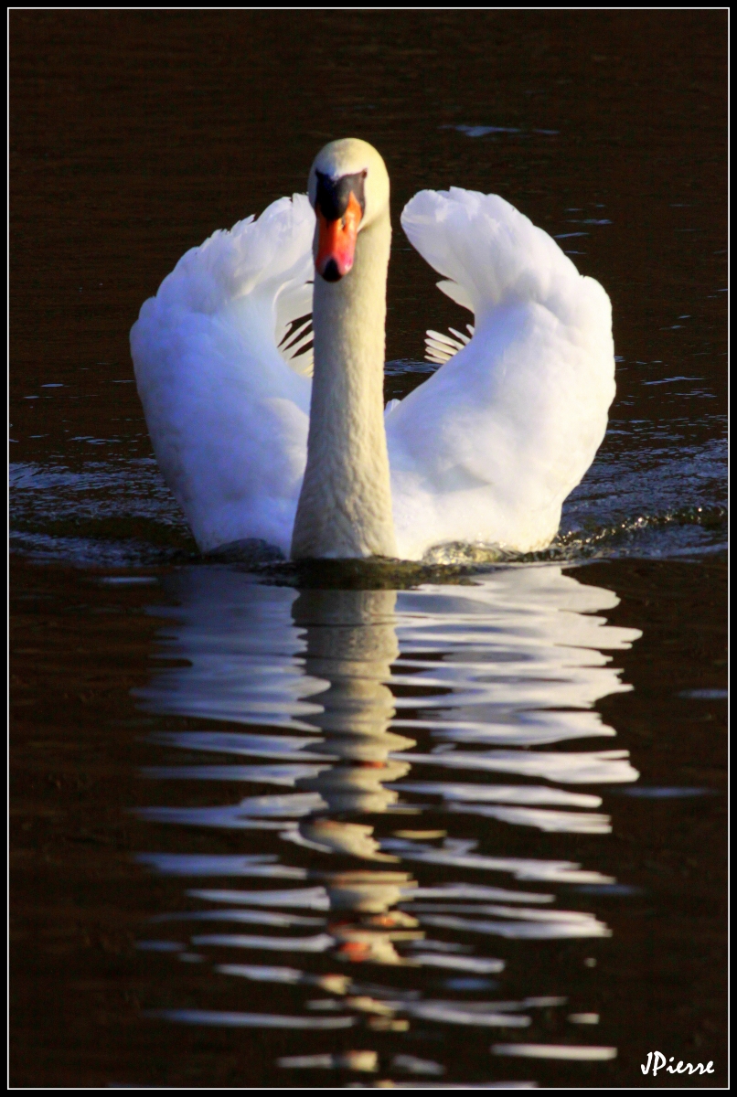 Reflets, un cygne