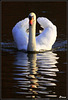 Reflets, un cygne