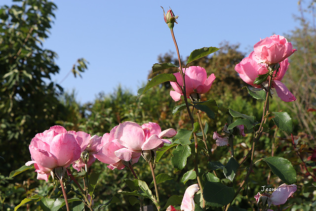 Des roses pour tous les amis d'Ipernity