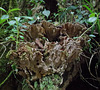 Frilly Bracket Fungi