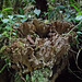 Frilly Bracket Fungi
