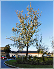 Prunus (cerisier d'ornement )