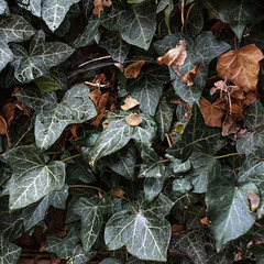 Ivy