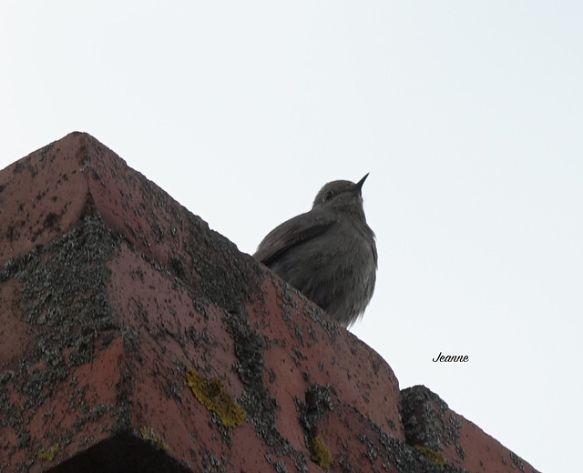 Un petit oiseau qui fait bien du bruit je pense rouge queue ???