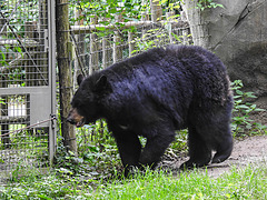 20210709 1499CPw [D~OS] Schwarzbär, Zoo Osnabrück