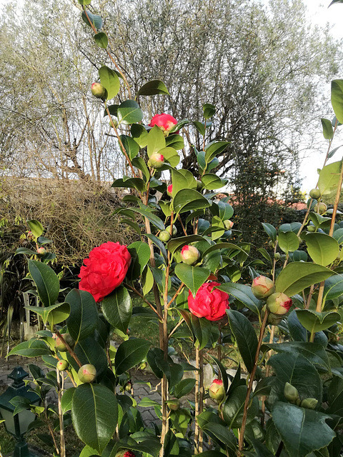 Camellia bush