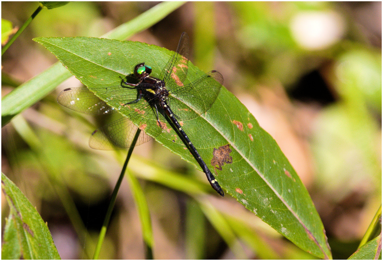 EF7A7786 Dragonfly