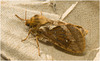 IMG 0177 Moth