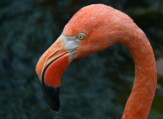 Pink Flamingo_DSC 8420(1)