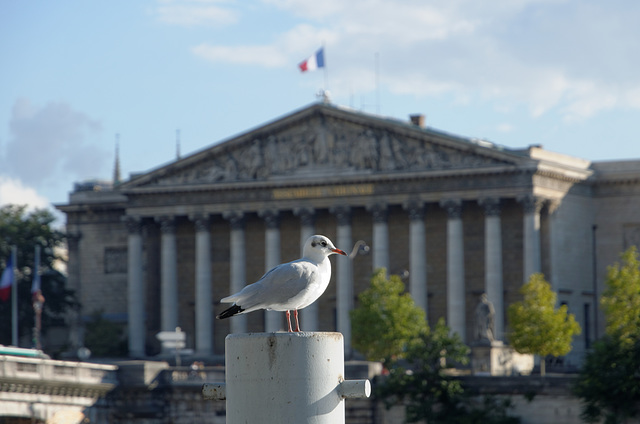 La mouette et l'Assemblée nationale