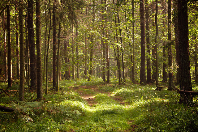 Białowieża