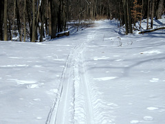 Deer tracks are crossing ski tracks.