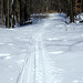 Deer tracks are crossing ski tracks.