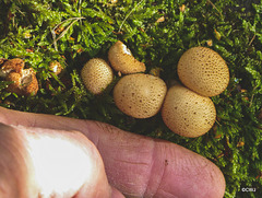 Puffballs? Growing on an old Telegraph pole being used as a step in the garden